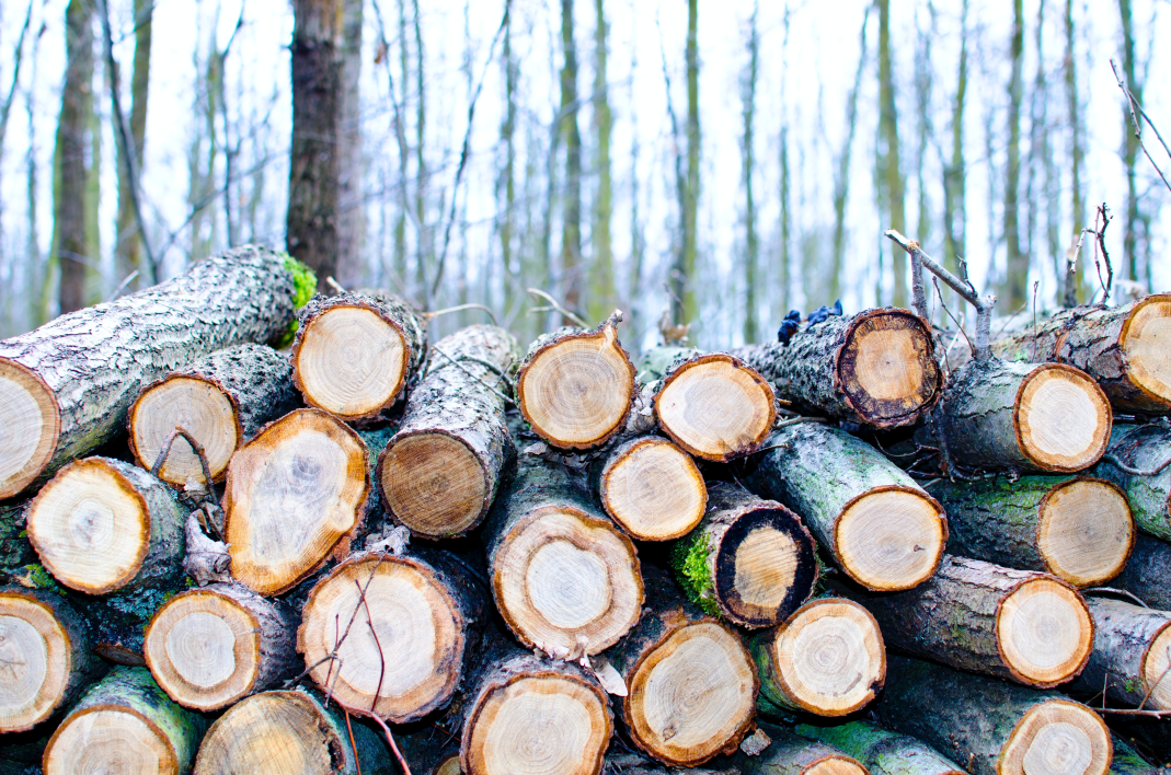 Do escalating timber prices foretell an M&A boom in the sector?