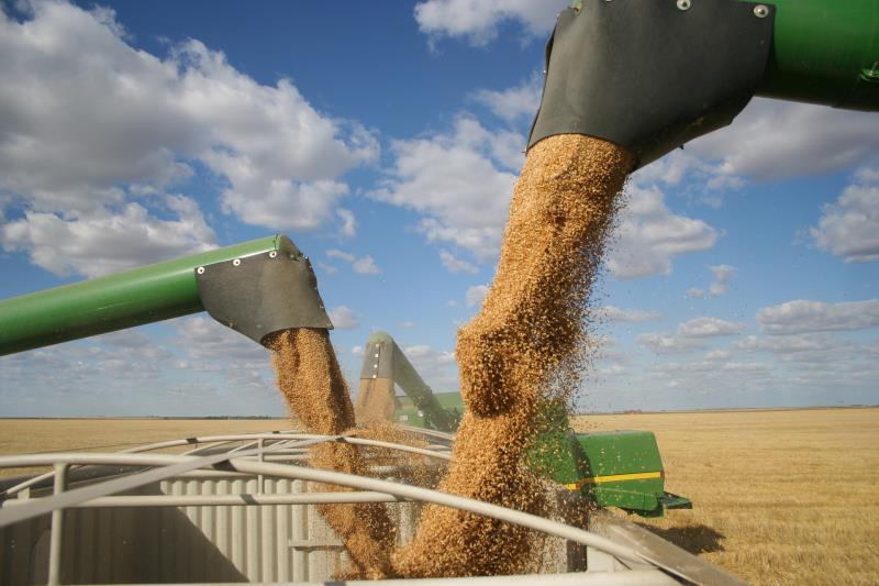Where did it go wrong for Wellgrain Ltd?