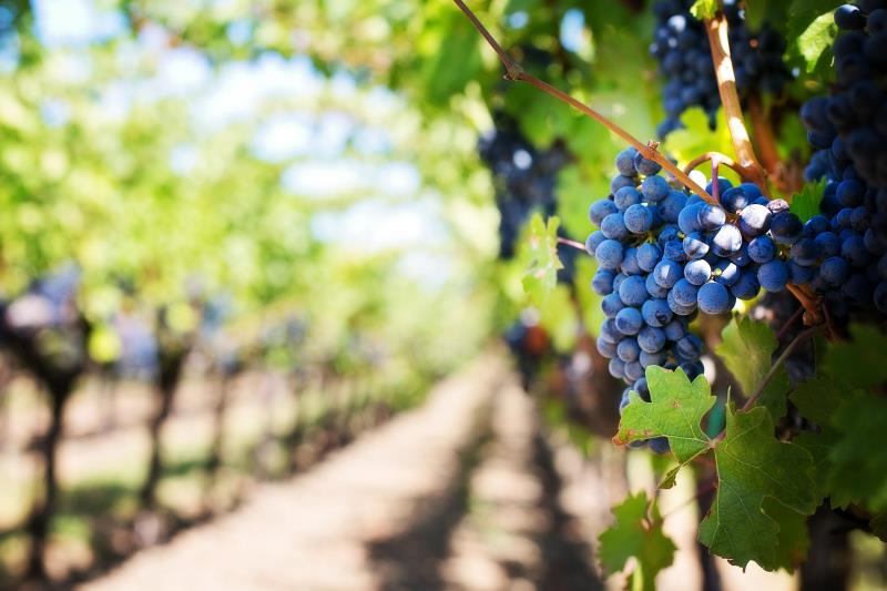 English Wine: a Growing Industry