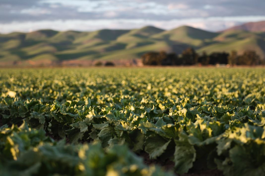 The great tobacco extinction – a case of good economics